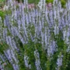 SALVIA Sylvestris 'Crystal Blue' PBR (Color Spires Series) 2 SALVIA Sylvestris 'Crystal Blue' PBR (Color Spires Series) -Garden Grace Store salvia chrystal blue