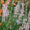 SALVIA 'Eveline' PBR -Garden Grace Store salvia eveline 5260626