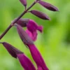 SALVIA 'Love And Wishes' -Garden Grace Store salvia love and wishes 7280466