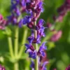 SALVIA Nemorosa 'Ostfriesland' -Garden Grace Store salvia nemorosa ostfriesland 6060046