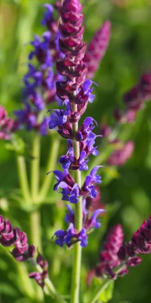 SALVIA Nemorosa 'Ostfriesland' 3 SALVIA Nemorosa 'Ostfriesland'