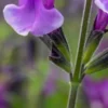 SALVIA Oriental Dove ('Dysmau') 1 SALVIA Oriental Dove ('Dysmau') -Garden Grace Store salvia oriental dove
