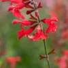 SALVIA 'Silke's Dream' 1 SALVIA 'Silke's Dream' -Garden Grace Store salvia silke s dream web