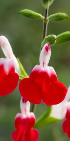 SALVIA 'Hot Lips'