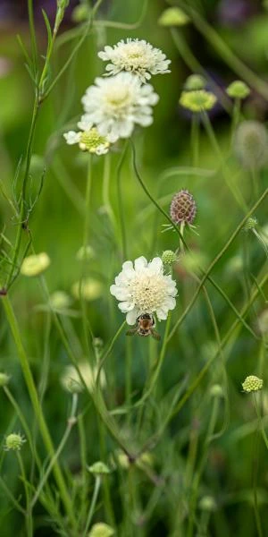 SCABIOSA Columbaria Ssp. Ochroleuca 4 SCABIOSA Columbaria Ssp. Ochroleuca - Image 2