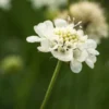 SCABIOSA Columbaria Ssp. Ochroleuca -Garden Grace Store scabiosa columbaria susp 2