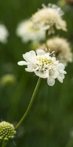 SCABIOSA Columbaria Ssp. Ochroleuca