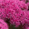 HYLOTELEPHIUM 'Carl' -Garden Grace Store sedum carl 9120213