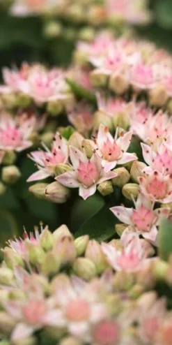 Garden Grace Store -Garden Grace Store sedum matrona 9220243