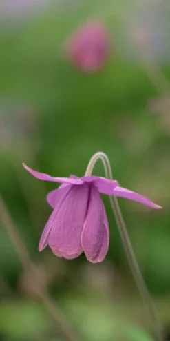 SEMIAQUILEGIA Ecalcarata
