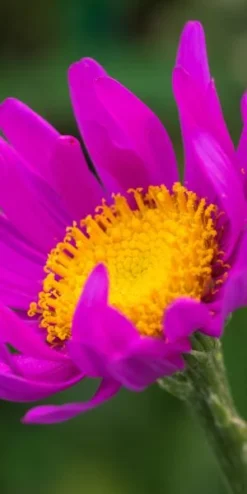 SENECIO Pulcher 5 SENECIO Pulcher -Garden Grace Store senicio pulcher 8050264