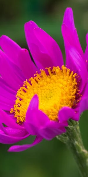 SENECIO Pulcher 4 SENECIO Pulcher - Image 2