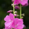 SIDALCEA 'Rose Queen' -Garden Grace Store sidalcea rose queen 290233 3