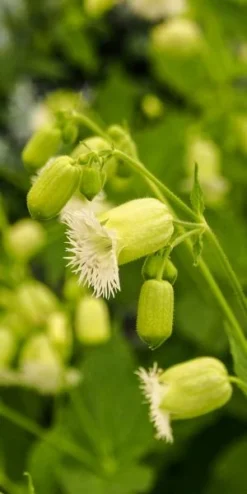 SILENE Fimbriata -Garden Grace Store silene fimbriata 2688