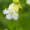 SILENE Fimbriata -Garden Grace Store silene fimbriata 5250515