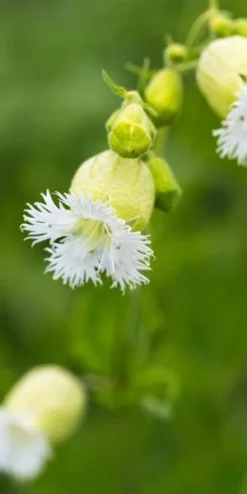 SILENE Fimbriata