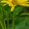 SILPHIUM Perfoliatum 'J. S. Maya' -Garden Grace Store silphium perfoliatum j 3