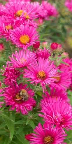 SYMPHYOTRICHUM Novae-angliae 'Andenken An Alma Potschke'