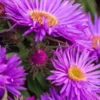 SYMPHYOTRICHUM Novae-belgii 'Purple Dome' -Garden Grace Store symphyotrichum novae angliae purple dome 200326