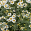 TANACETUM Niveum 'Jackpot' -Garden Grace Store tanacetum niveum jackpot 6250830