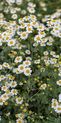 TANACETUM Niveum 'Jackpot'