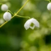 THALICTRUM 'Splendide White' ('Fr21034'PBR) -Garden Grace Store thalictrum delavyi splendide white 160109 2