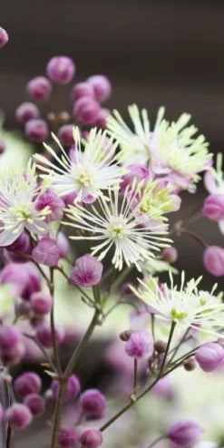 THALICTRUM 'Elin' -Garden Grace Store thalictrum elin 6230078 2