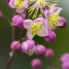 THALICTRUM 'Elin' -Garden Grace Store thalictrum elin 6240330