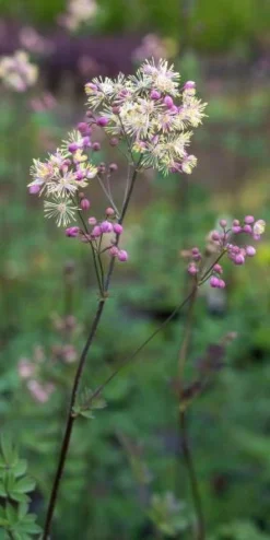 THALICTRUM 'Elin' -Garden Grace Store thalictrum elin 6270953