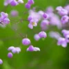 THALICTRUM 'Splendide' -Garden Grace Store thalictrum splendide narrow crop web