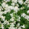 THALICTRUM Tuberosum 2 THALICTRUM Tuberosum -Garden Grace Store thalictrum tuberosum 6060928
