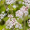 TIARELLA Cordifolia 2 TIARELLA Cordifolia -Garden Grace Store tiarella cordifolia 4181649