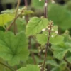 TIARELLA Polyphylla 'Filigran' -Garden Grace Store tiarella filigran 3090370