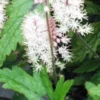 TIARELLA 'Pink Skyrocket' PBR -Garden Grace Store tiarella pink skyrocket
