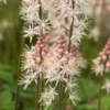 TIARELLA 'Spring Symphony' PBR -Garden Grace Store tiarella spring symphony 4200206
