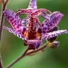 TRICYRTIS Formosana Stolonifera Group -Garden Grace Store tricyrtis formosana stolonifera group 3