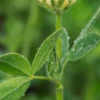 TRIFOLIUM Ochroleucon -Garden Grace Store trifolium ochroleucon web