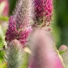 TRIFOLIUM Rubens 'Red Feathers' -Garden Grace Store trifolium red feathers 7010168