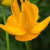 TROLLIUS 'Dancing Flame' -Garden Grace Store trollius dancing flame 5240465