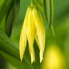 UVULARIA Perfoliata -Garden Grace Store uvallaria sessilifolia 4090092 2