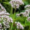 VALERIANA Pyrenaica -Garden Grace Store valeriana pyrenaica 6070808 2