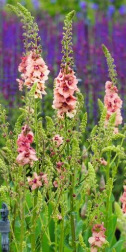 Garden Grace Store -Garden Grace Store verbascum cotswold beauty 5270055 2