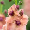 VERBASCUM (Cotswold Group) 'Cotswold Beauty' 2 VERBASCUM (Cotswold Group) 'Cotswold Beauty' -Garden Grace Store verbascum cotswold beauty 6011033