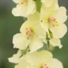 VERBASCUM (Cotswold Group) 'Gainsborough' 2 VERBASCUM (Cotswold Group) 'Gainsborough' -Garden Grace Store verbascum cotswold group gainsborough 1