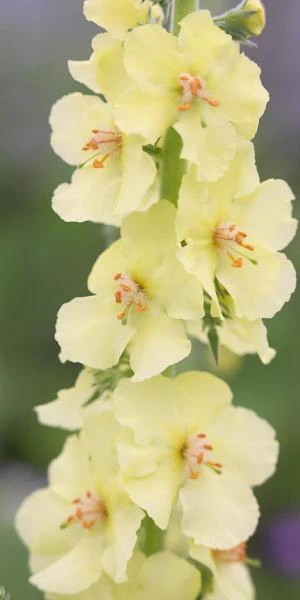 VERBASCUM (Cotswold Group) 'Gainsborough' 3 VERBASCUM (Cotswold Group) 'Gainsborough'