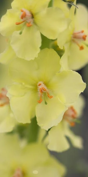 VERBASCUM (Cotswold Group) 'Gainsborough' 5 VERBASCUM (Cotswold Group) 'Gainsborough' - Image 3