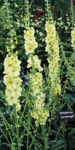 Garden Grace Store -Garden Grace Store verbascum cotswold group gainsborough 5210093