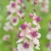 VERBASCUM 'Hardy's Blush' -Garden Grace Store verbascum hardy s blush