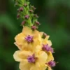 VERBASCUM 'Hardy's Gold' 2 VERBASCUM 'Hardy's Gold' -Garden Grace Store verbascum hardy s gold 6220285