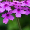 GLANDULARIA 'Seabrook's Lavender' PBR -Garden Grace Store verbena seabrook s lavender 101569 2